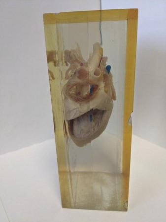 Image 7 of French sheep heart in resin anatomically labelled
