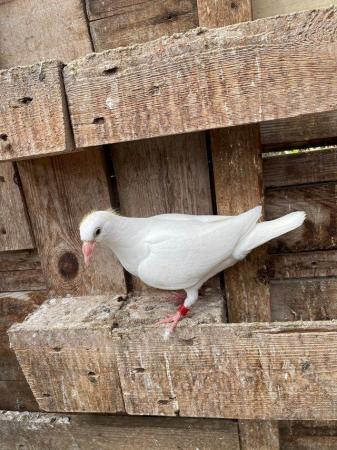 Image 15 of PURE WHITE LOGAN PIGEON FOR SALE