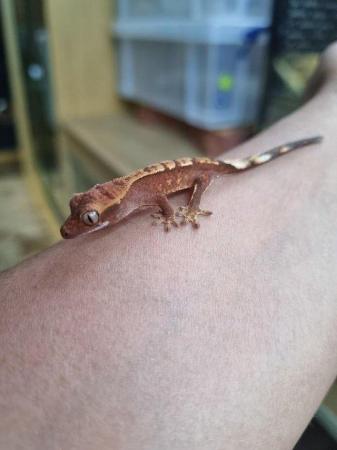 Image 4 of Beautiful Crested Geckos!!! (ONLY 1 LEFT)