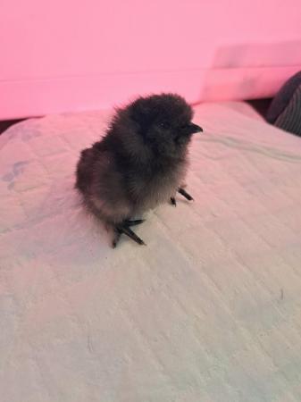 Image 3 of Silkie chicks some 1 day old and a couple 1 week old