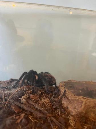 Image 1 of For Sale  Mexican Golden Red Rumped Tarantula and enclosure