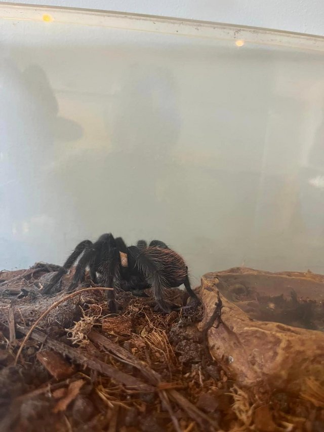 Preview of the first image of For Sale  Mexican Golden Red Rumped Tarantula and enclosure.