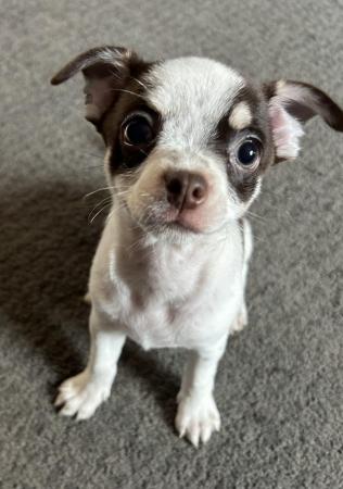 Image 7 of Tiny Chihuahua Boys - Ready now!
