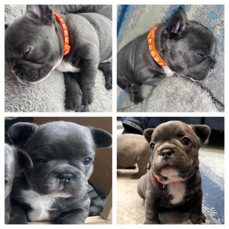 Image 17 of ***ALL SOLD*** - Stunning blue French bulldogs KC registered