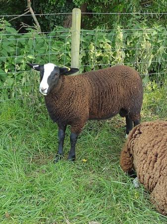 Image 2 of Pedigree Zwartbles ram lambs
