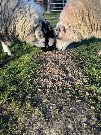 Image 1 of 2 pet weather sheep for sale