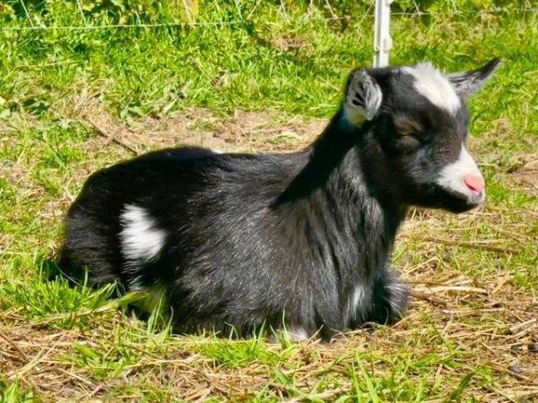 Image 11 of Registered Dwarf Dairy Billy Goat like Nigerian Dwarf Loan