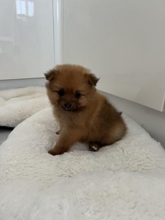 Image 10 of Pomeranian puppies extra fluffy 1 girl and 1 boy available