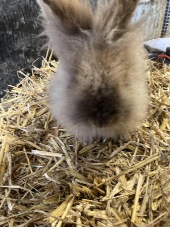 Image 5 of 14 week lionhead doe , friendly handled will stay small