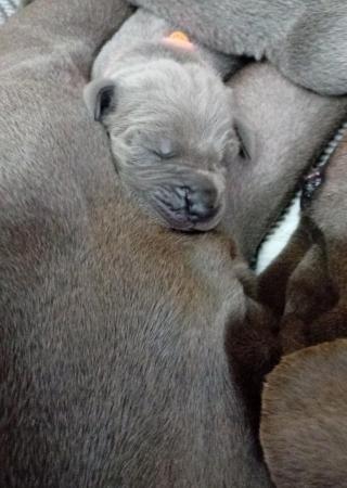 Image 5 of Solid Blue KC Registered Great Dane Puppies