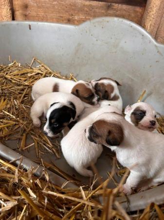 Image 2 of 2 Jack Russell Pups looking for their forever homes