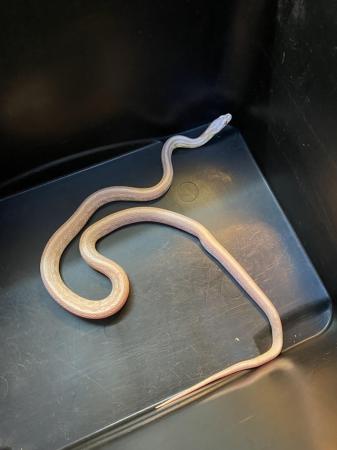 Image 4 of Snow tessera corn snake Male £75