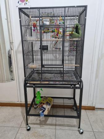Image 5 of 2 Budgies (male & female) sold as a Pair with Cage