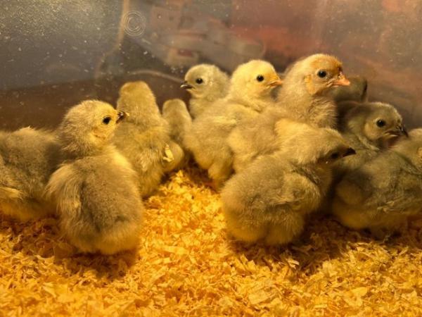 Image 3 of Day old Lavender Pekin Bantam chicks