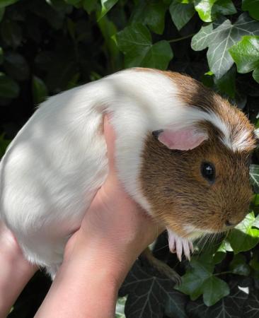 Image 2 of 1 year old female guinea pigs