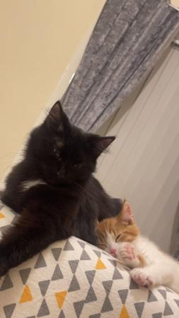 Image 3 of Beautiful bonded pair of cats - will only rehome together
