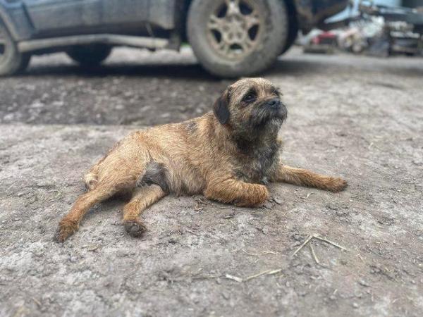 Image 4 of Kc Border terrier 1 male pup left  ready March