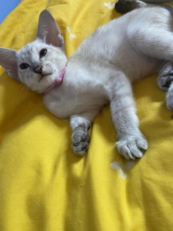 Image 35 of Exceptionally beautiful and silky soft GCCF siamese kittens