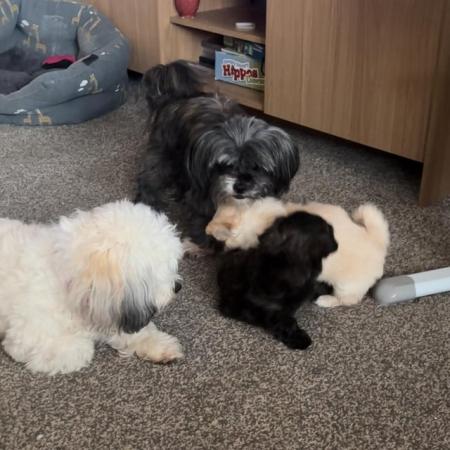 Image 7 of Lhaso chipoo puppies for sale