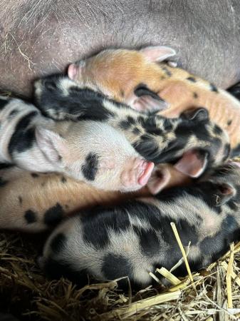 Image 6 of Pure kune kune piglets available