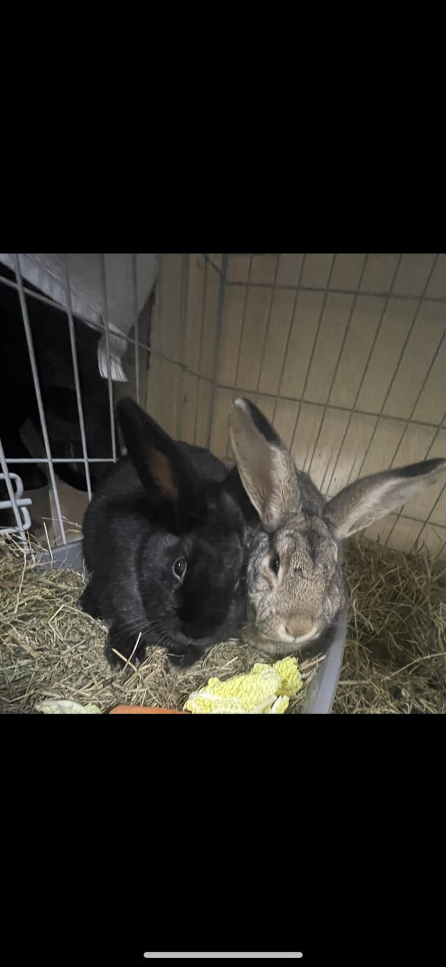 Preview of the first image of 2 rabbit brothers, neutered and vaccinated.