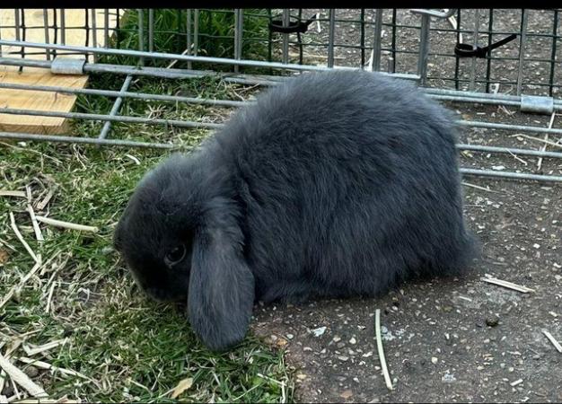 Image 7 of Pure Bred Mini Lop babies