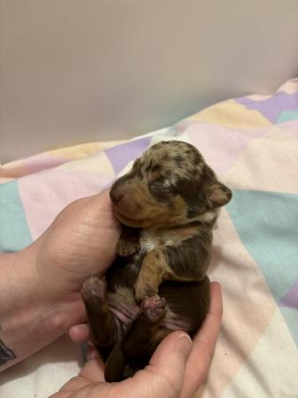 Image 4 of 1 dachshund puppies will be microchipped when they leave