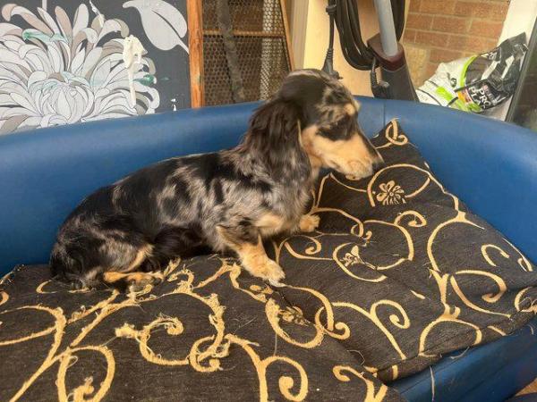 Image 7 of Long haired mini dachshunds silver dapple and black / cream
