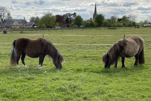 Preview of the first image of Two gorgeous Registered mini Shetland brood mares.