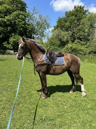Image 1 of 13.2hh Welsh section C gelding for sale