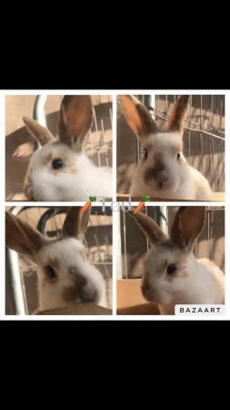 Image 2 of Mini lop bunnies for sale
