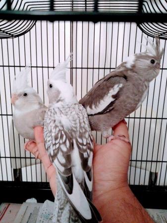 Image 3 of Healthy and Active Young Cockatiels