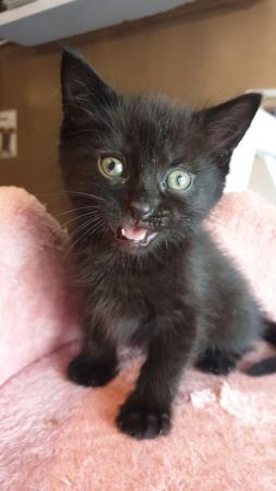 Image 8 of 4 Black kittens ready now (REDUCED) x