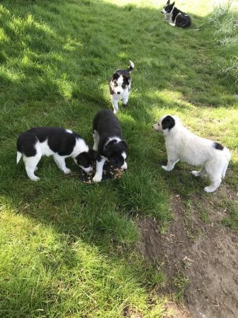 Image 2 of Border collie pups 3 males and 1 female