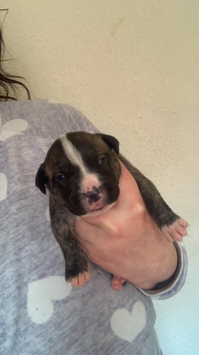 Preview of the first image of 10 days old staffy puppies.