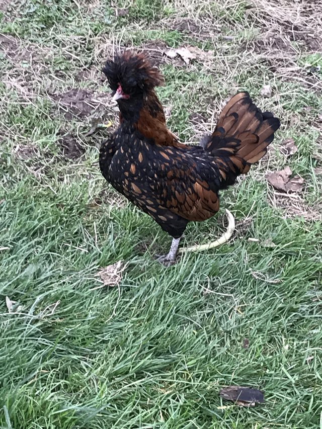 Preview of the first image of FREE Young Polish cockerel.