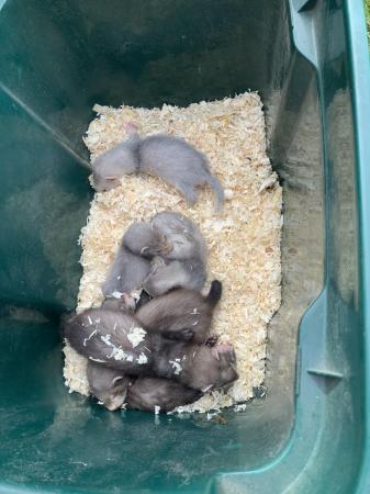 Image 3 of Ferret kits for sale ready now