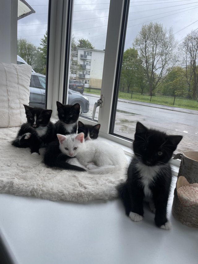 Preview of the first image of Kittens Looking for a Lovely Family.