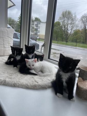 Image 1 of Kittens Looking for a Lovely Family