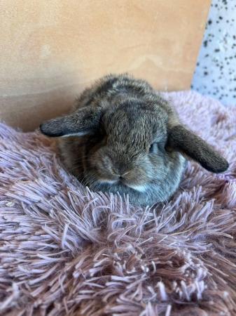 Image 7 of Baby Purebreed Mini Lops For Sale