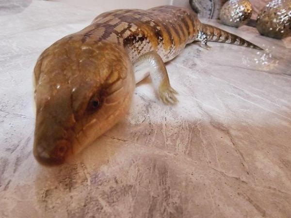 Image 2 of 5 year old Northern Blue tongue skink