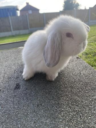 Image 3 of Mini lop baby rabbits **ready now** only 2 girls left