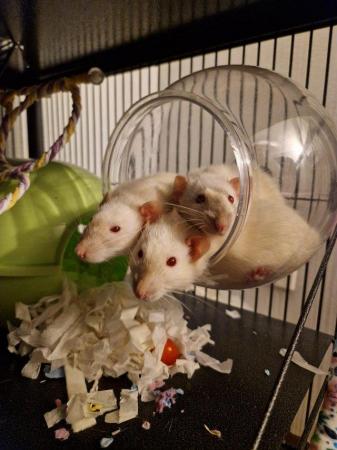 Image 4 of Three female rats, large cage and accessories