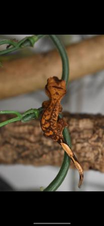 Image 2 of Pet Home Only - Hallow The Crested Gecko