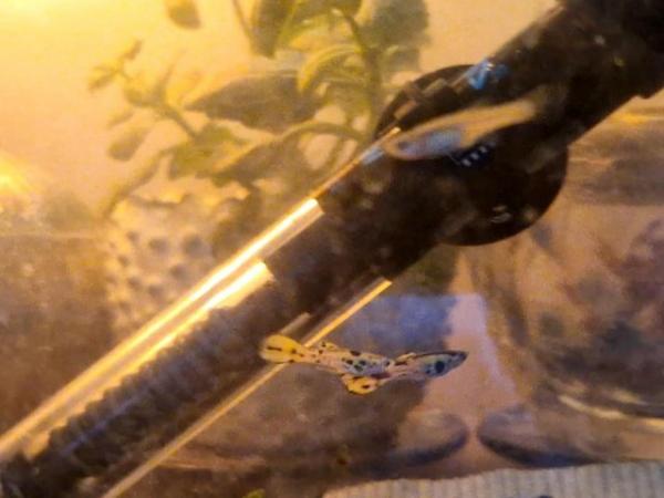 Image 1 of Male Yellow Leopard Endler Guppy £10 for all 5