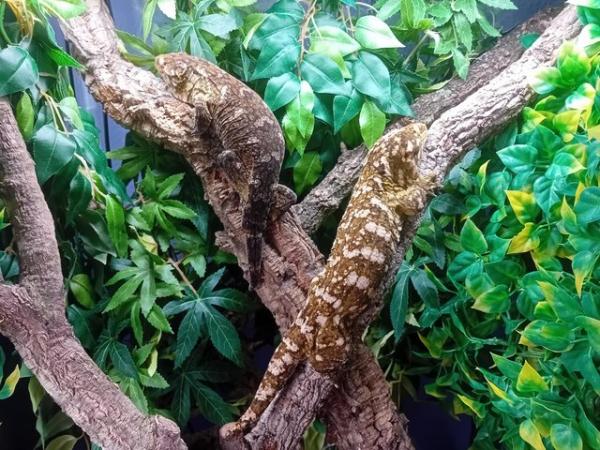 Image 5 of Breeding pair of Mt koghis friedel Line Leachie geckos!!
