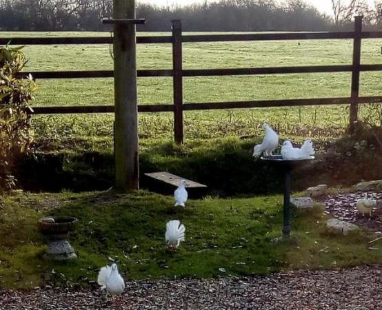 Image 5 of Pure White Doves for dovecotes