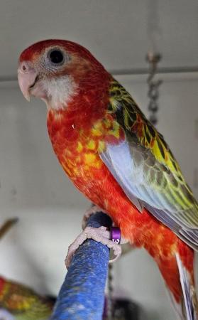 Image 2 of 3 Silly tame handreared rosellas for sale