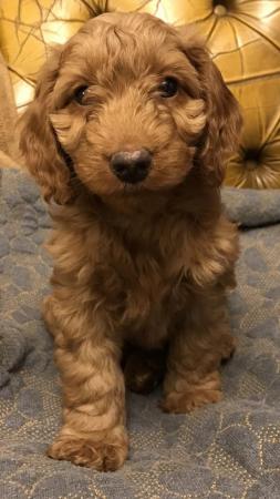 Image 1 of 3 female -F1 Red Cockapoo puppies
