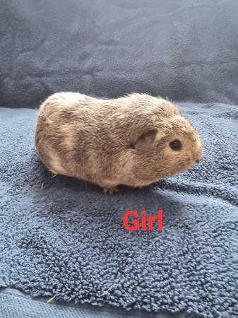 Image 5 of Guinea pigs available various colours